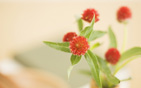 Flower Wallpapers new 1